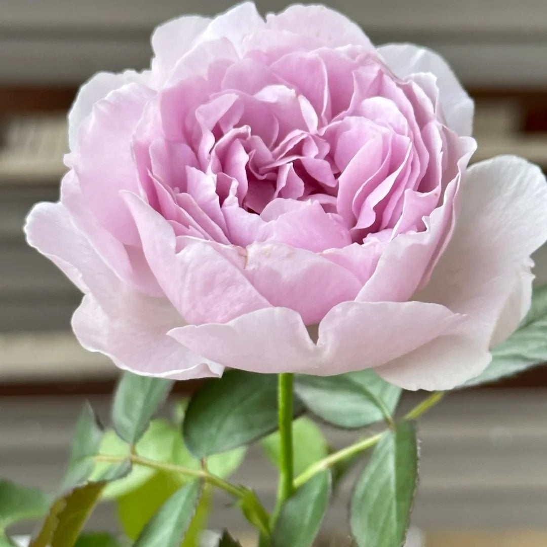 Lilas (Japanese Rose)