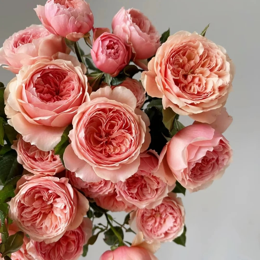 Masora (Japanese Rose)