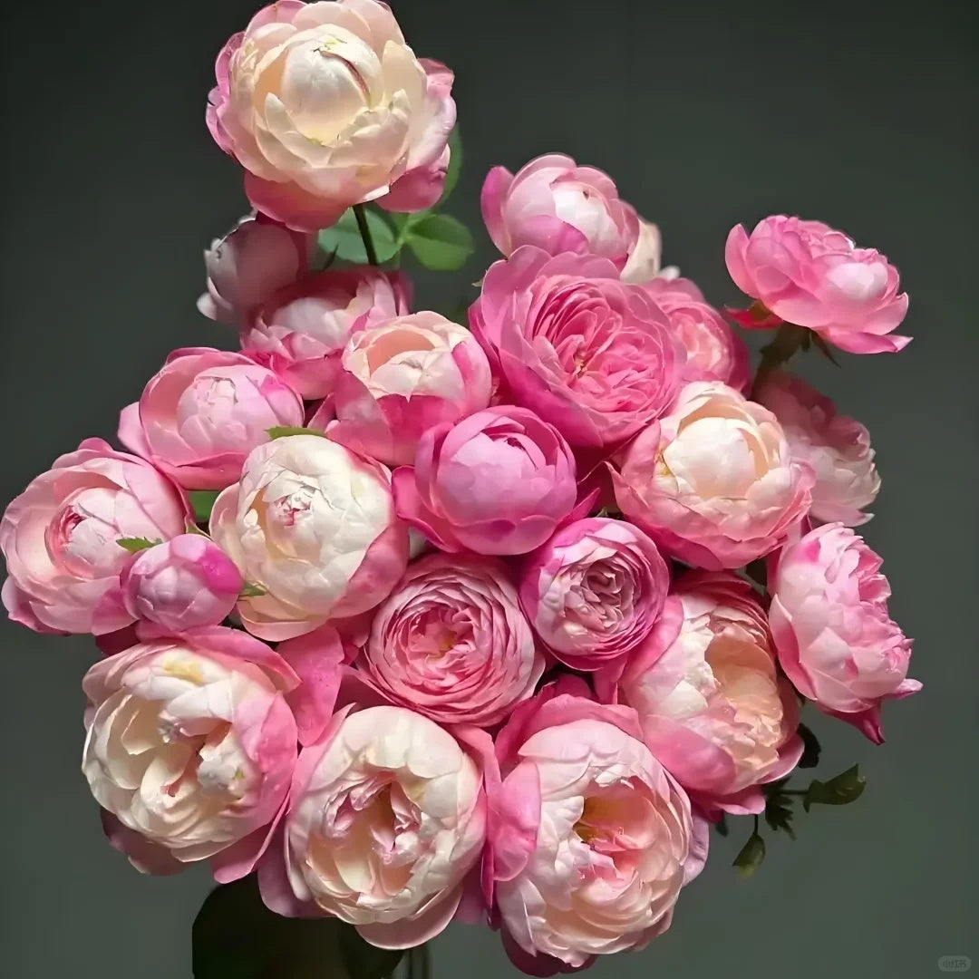 Mon Amour (Japanese Rose)