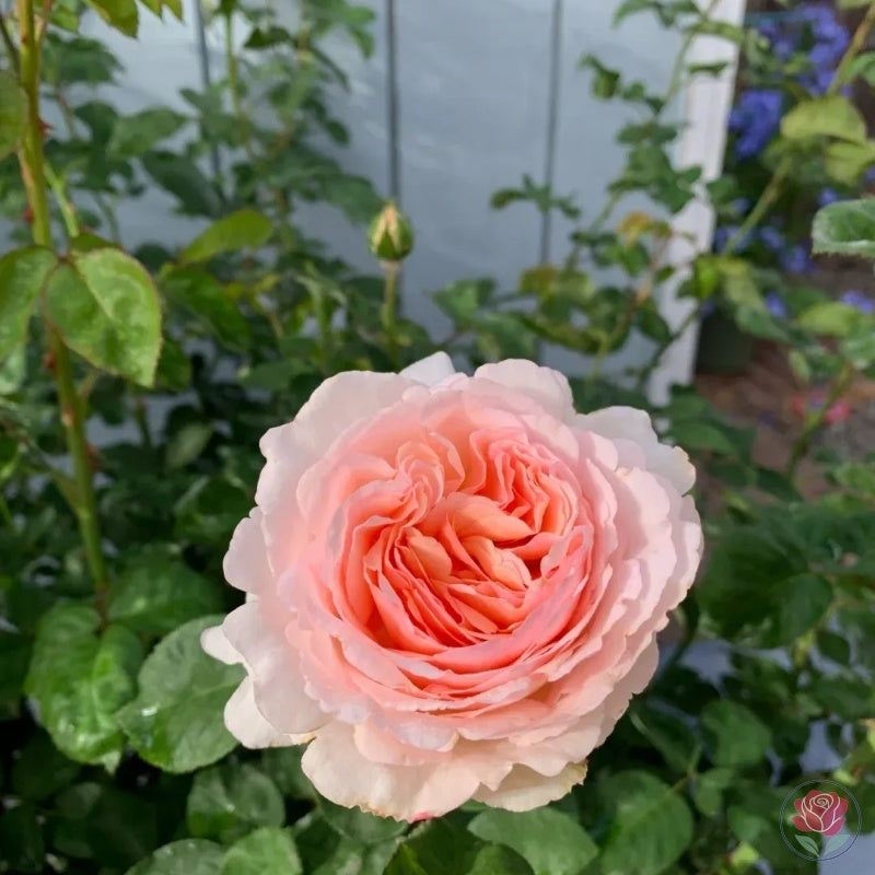 Princesse Charlène de Monaco