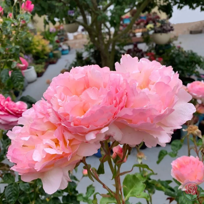 Princesse Charlène de Monaco