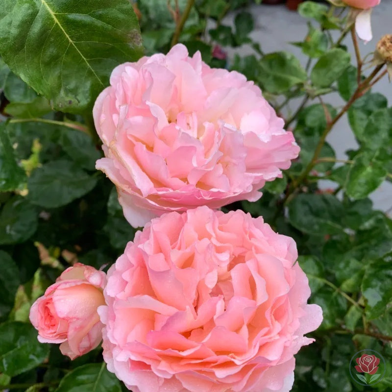 Princesse Charlène de Monaco