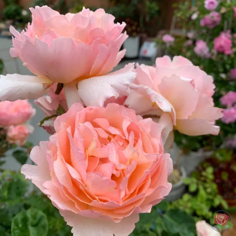 Princesse Charlène de Monaco