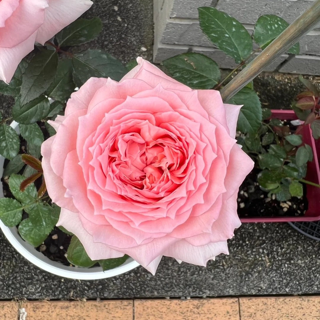 Princess Hitomi (Japanese Rose)