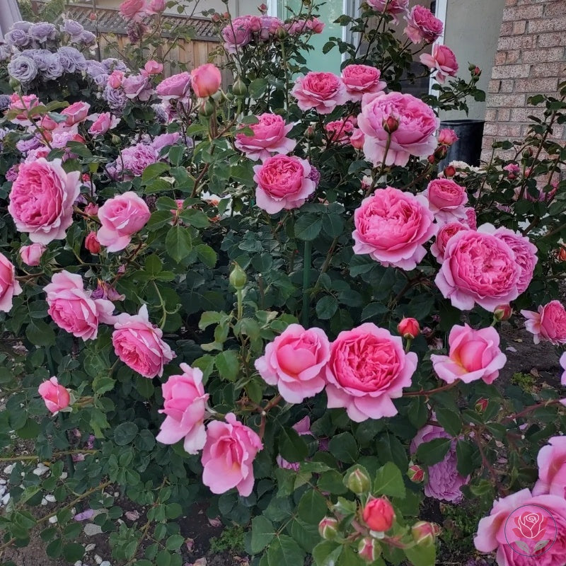 Princess Alexandra of Kent