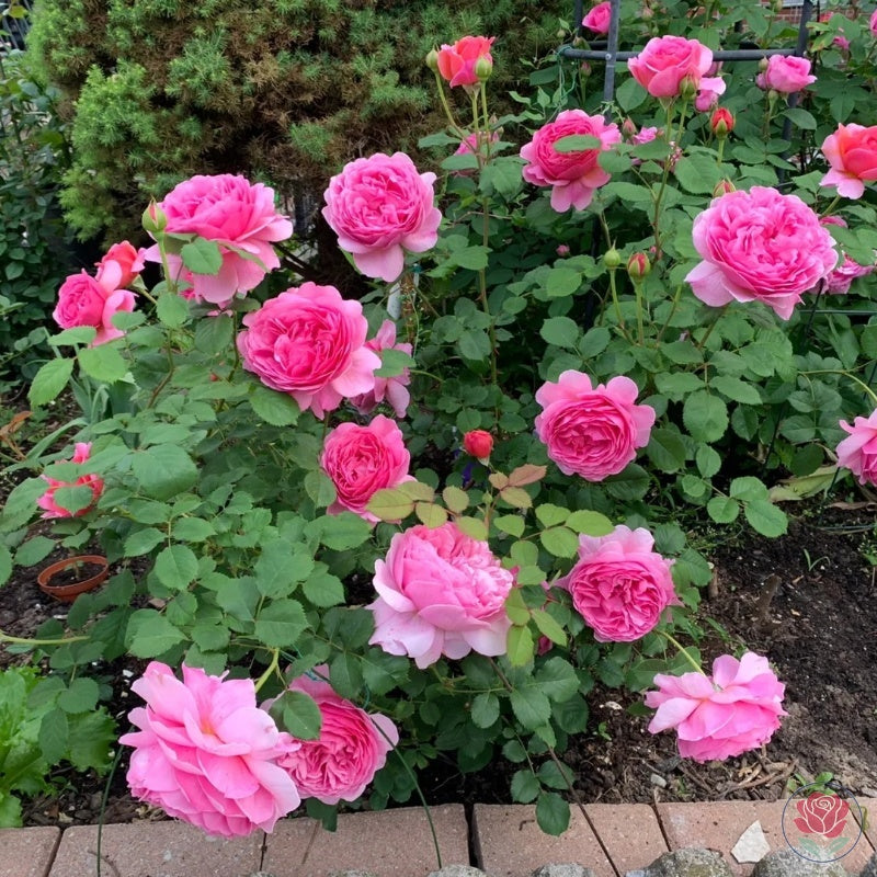 Princess Alexandra of Kent