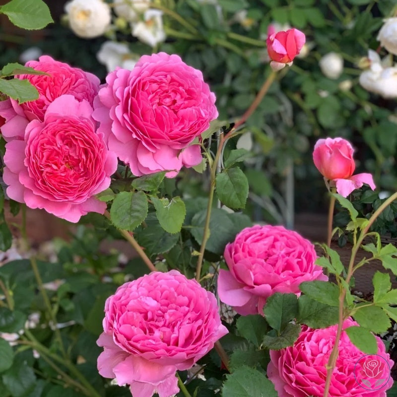 Princess Alexandra of Kent