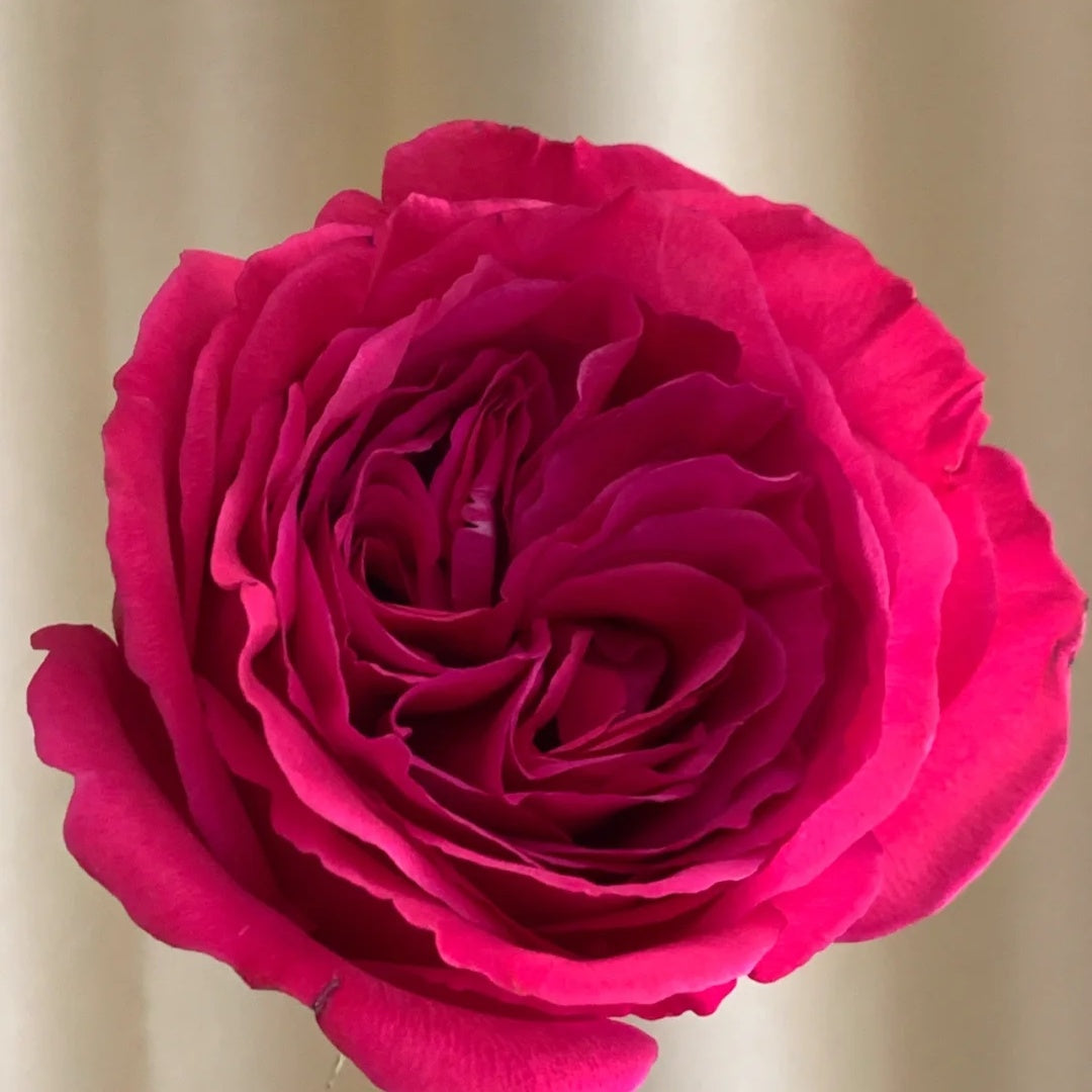 Princess Kishi (Japanese Rose)