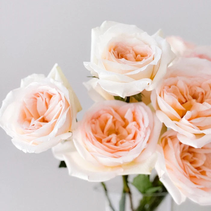 Princess Maya (Japanese Rose)