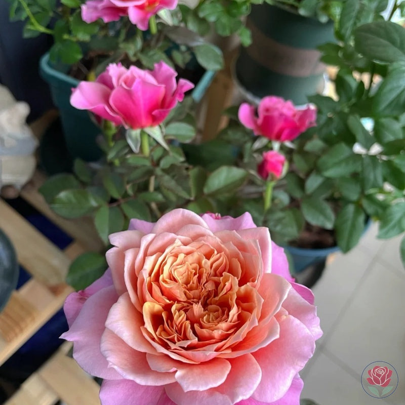 Princess Miyabi (Japanese Rose)