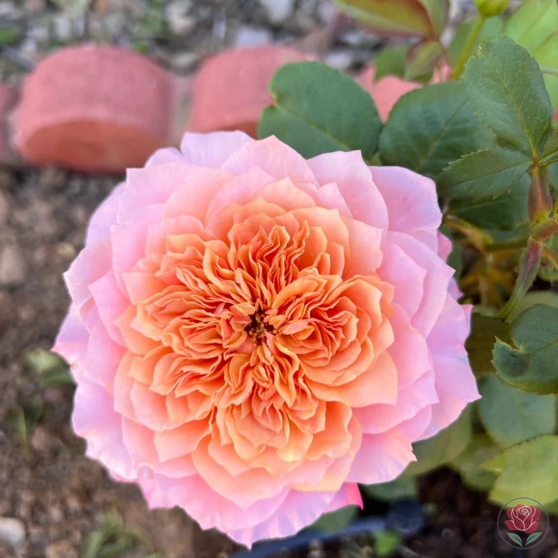 Princess Miyabi (Japanese Rose)