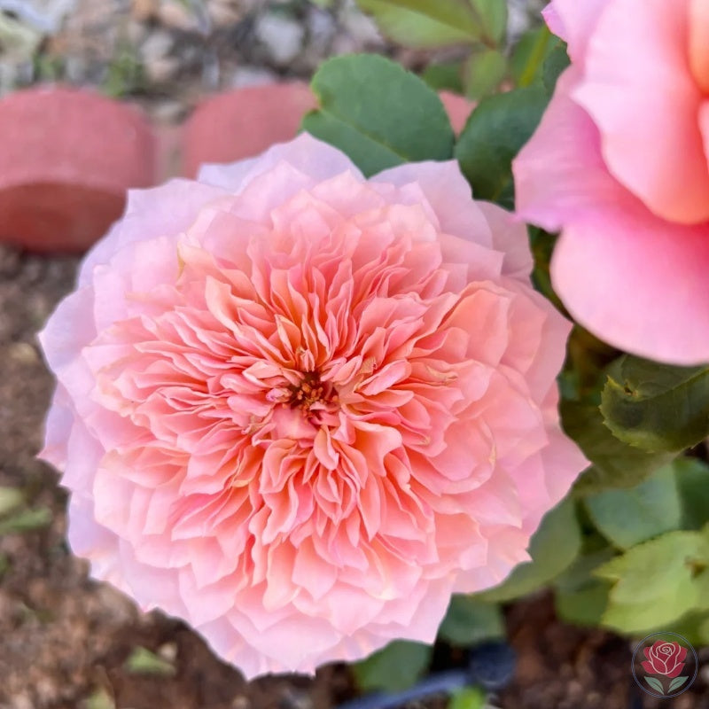 Princess Miyabi (Japanese Rose)