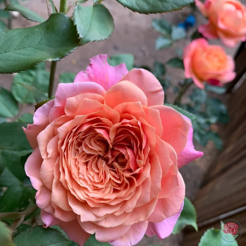 Princess Miyabi (Japanese Rose)