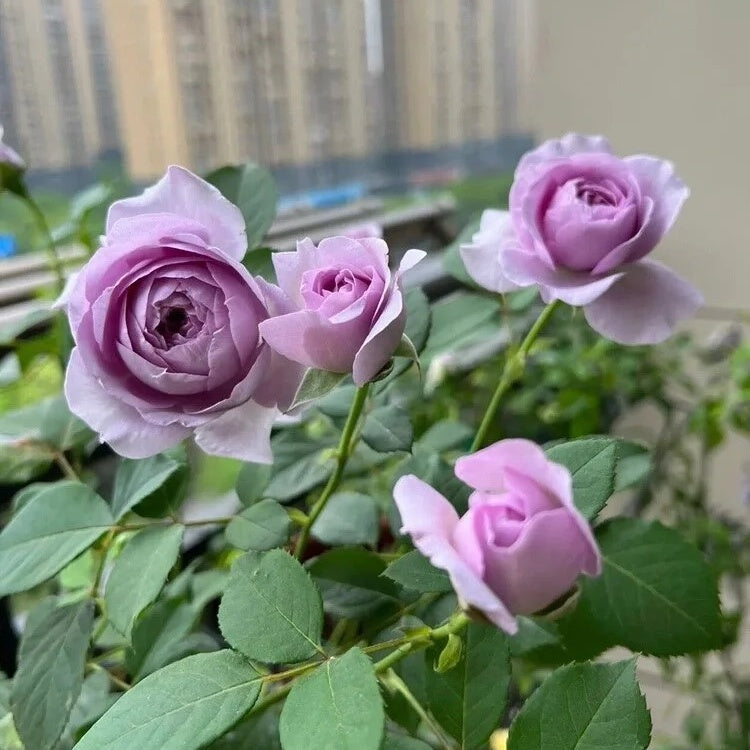 Shinoburedo (Japanese Rose)