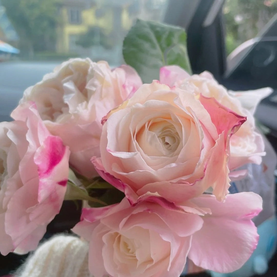 Tamaki Misora (Japanese Rose)