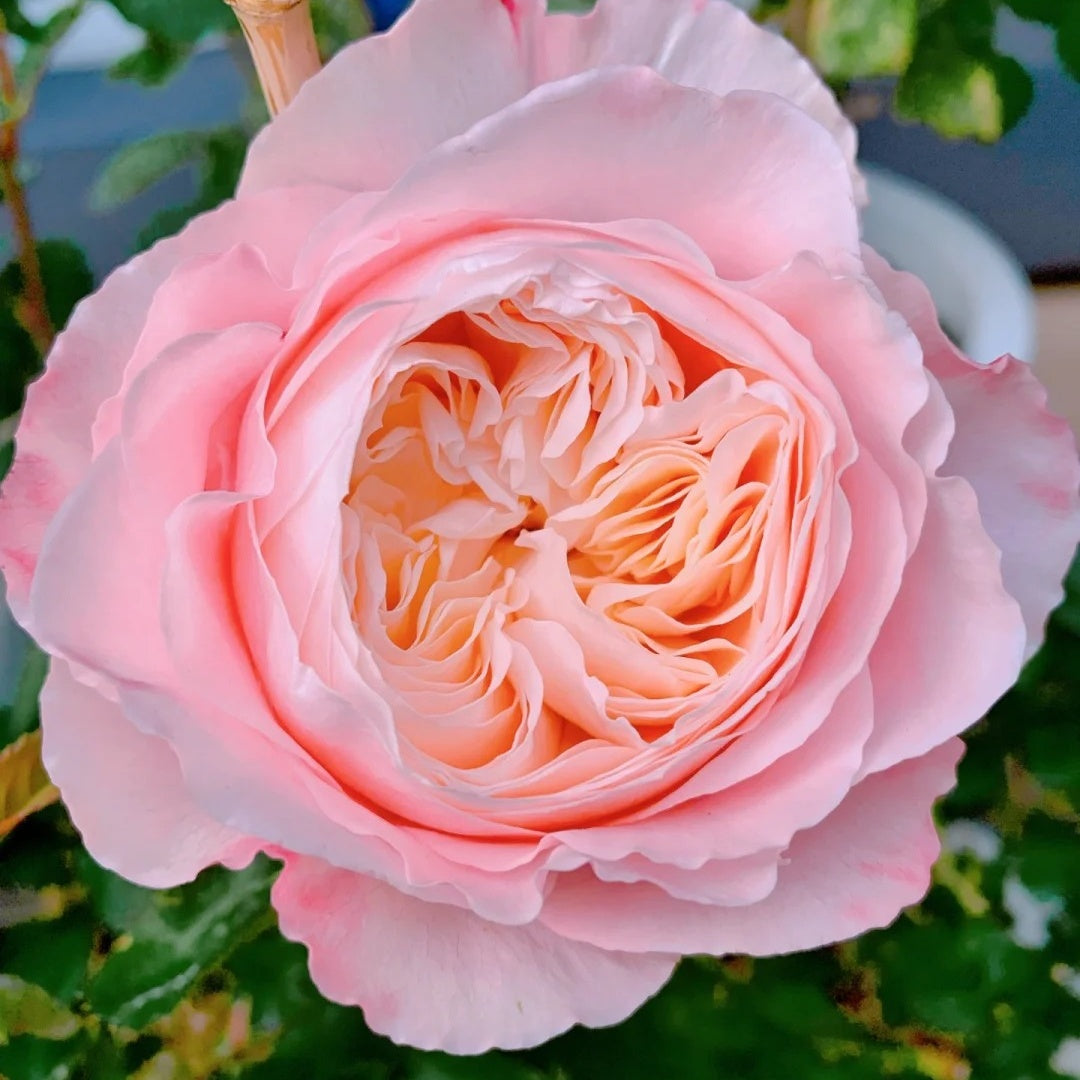 Tamaki Misora (Japanese Rose)