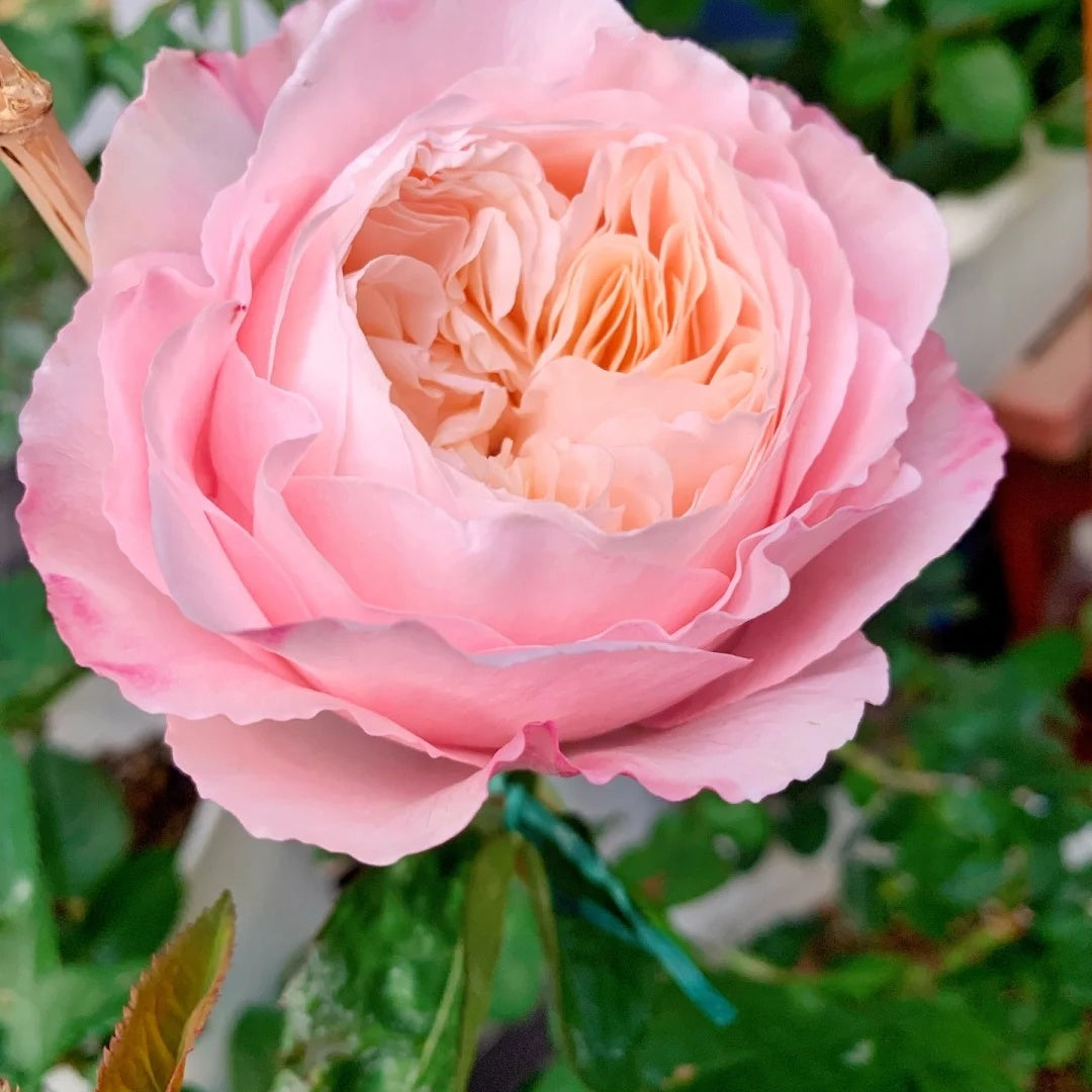 Tamaki Misora (Japanese Rose)