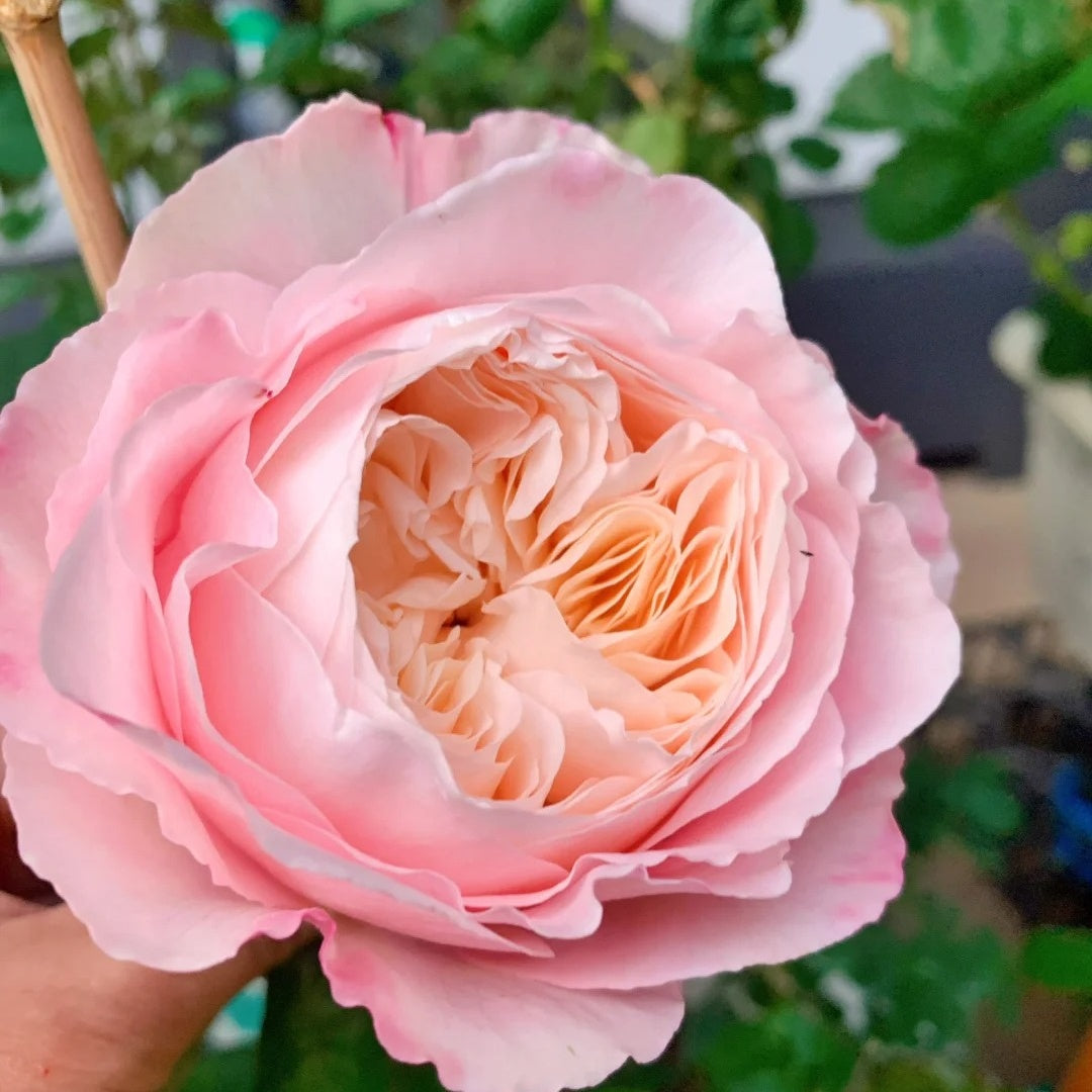 Tamaki Misora (Japanese Rose)
