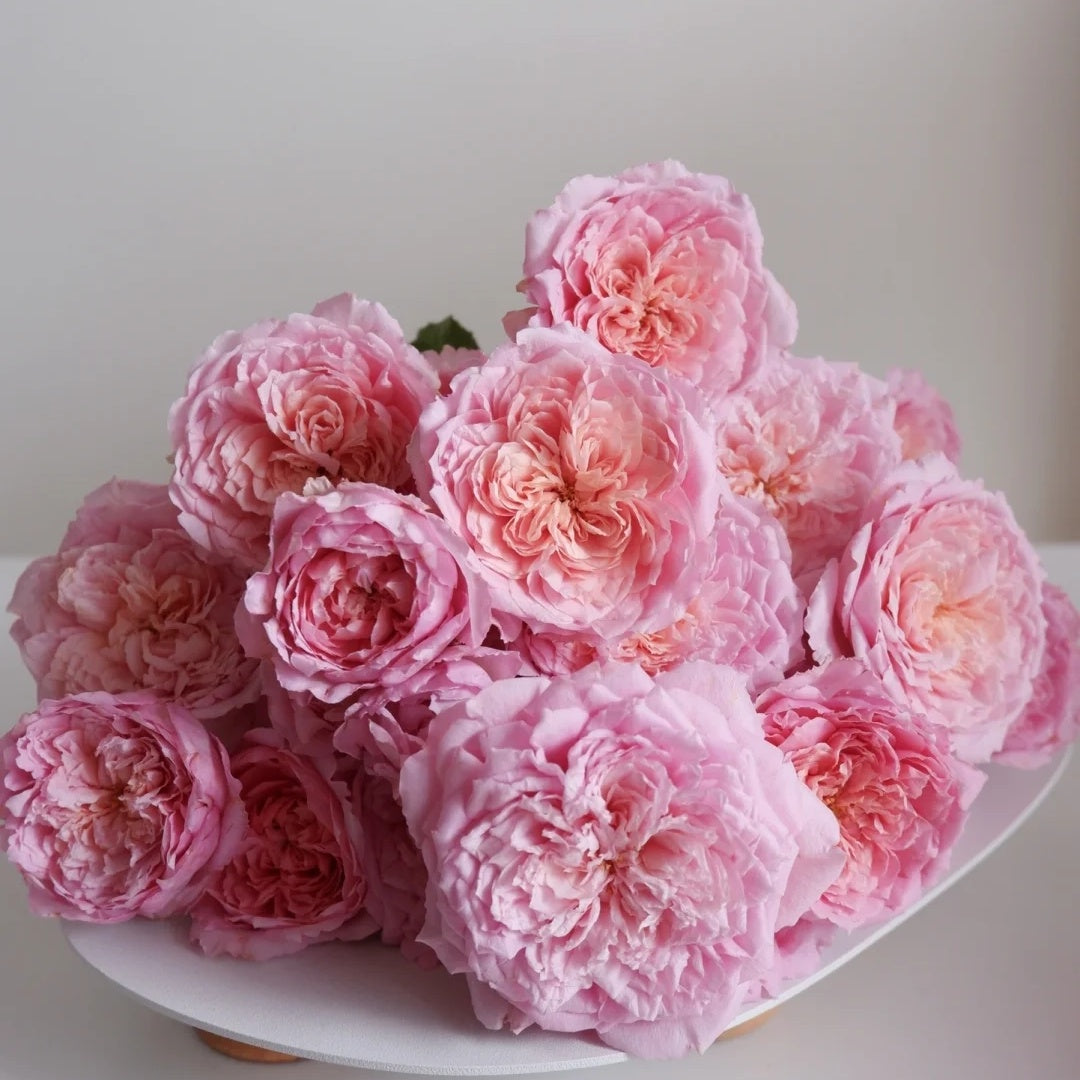 Tao Ran (Chinese Rose)