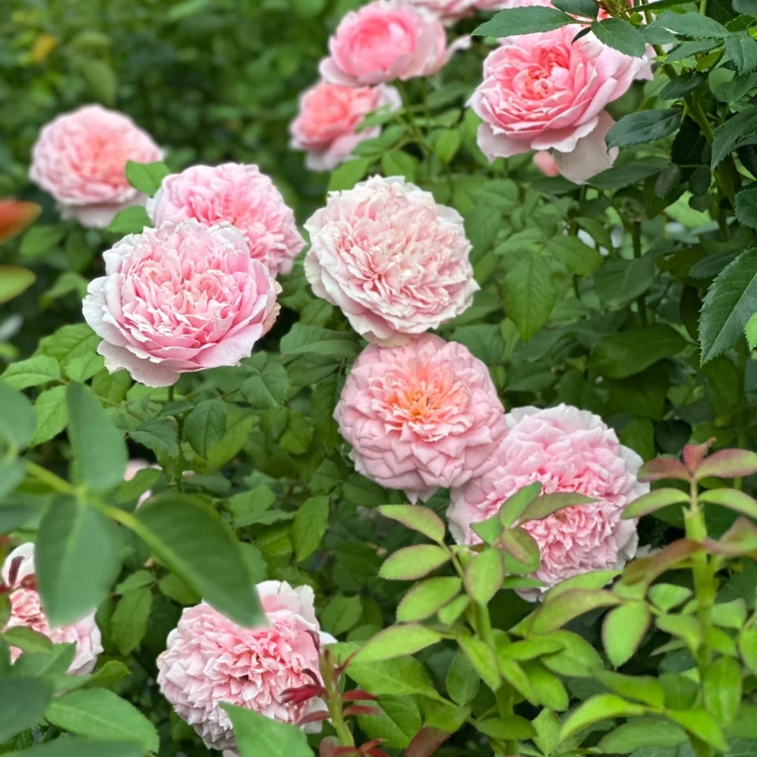 Tao Ran (Chinese Rose)