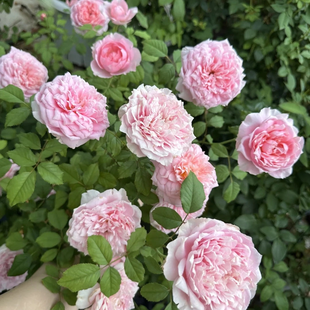 Tao Ran (Chinese Rose)