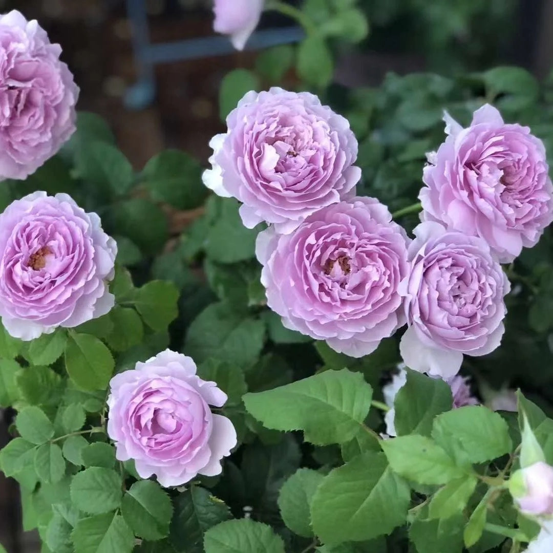 Yin Yin Qing (Chinese Rose)