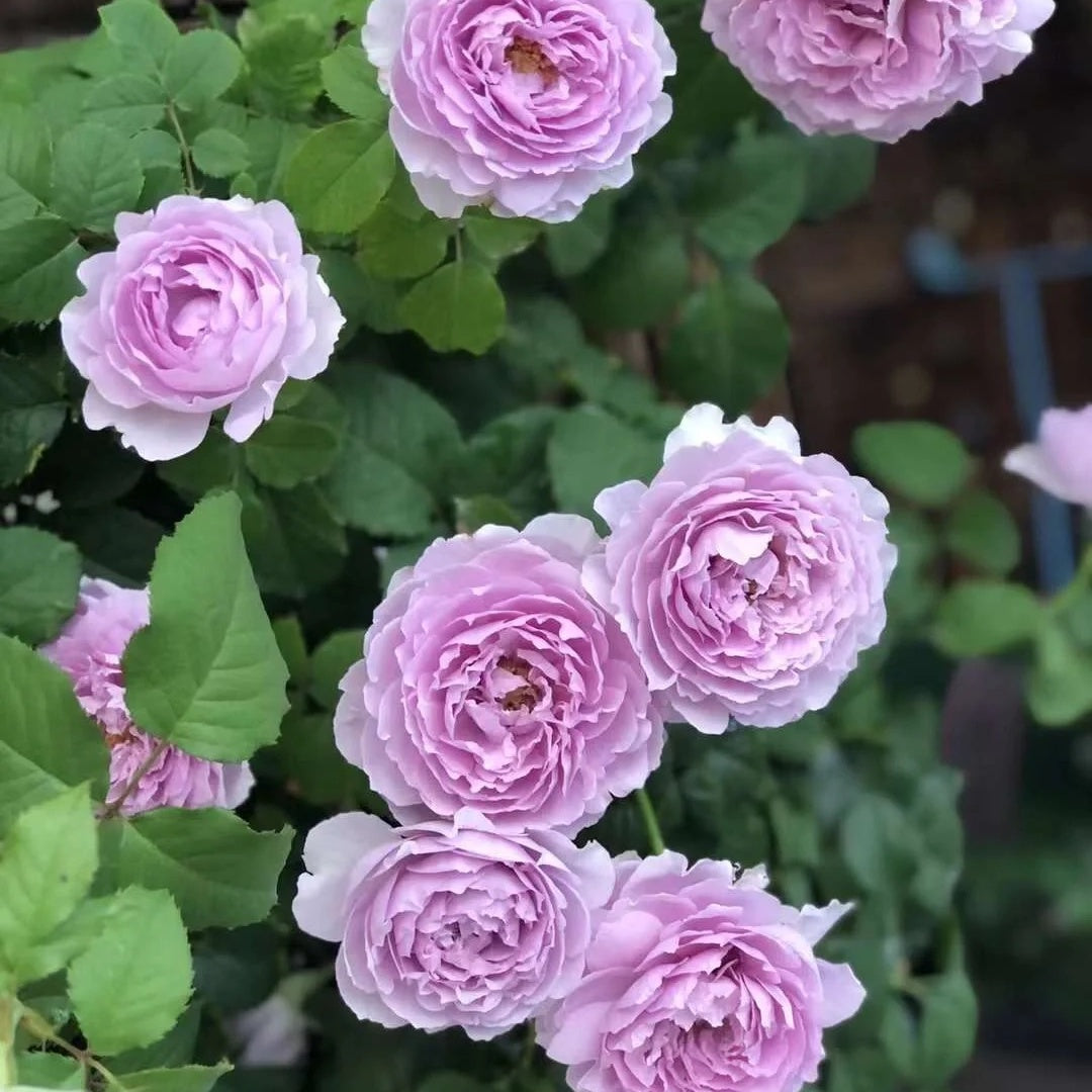 Yin Yin Qing (Chinese Rose)