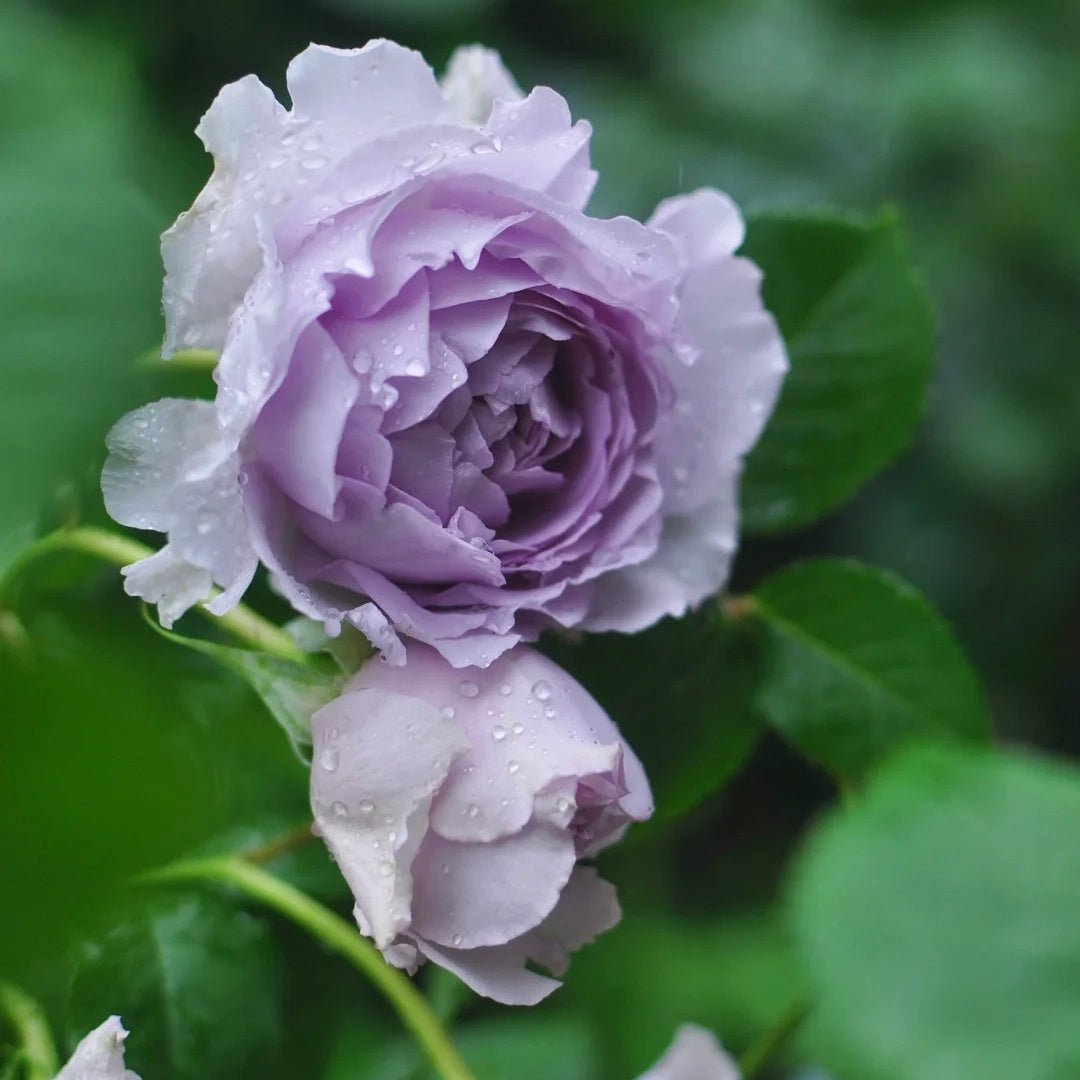 Yin Yin Qing (Chinese Rose)