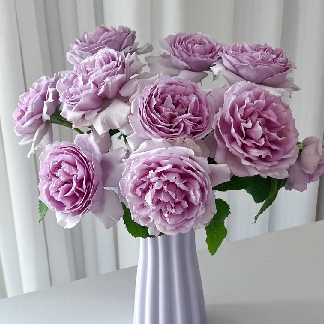 Yin Yin Qing (Chinese Rose)