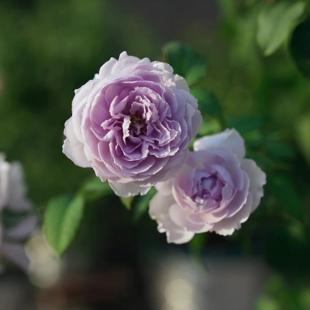 Yin Yin Qing (Chinese Rose)