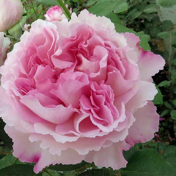 Yves Aromatischen Hypnose (Japanese Rose)