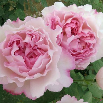 Yves Aromatischen Hypnose (Japanese Rose)
