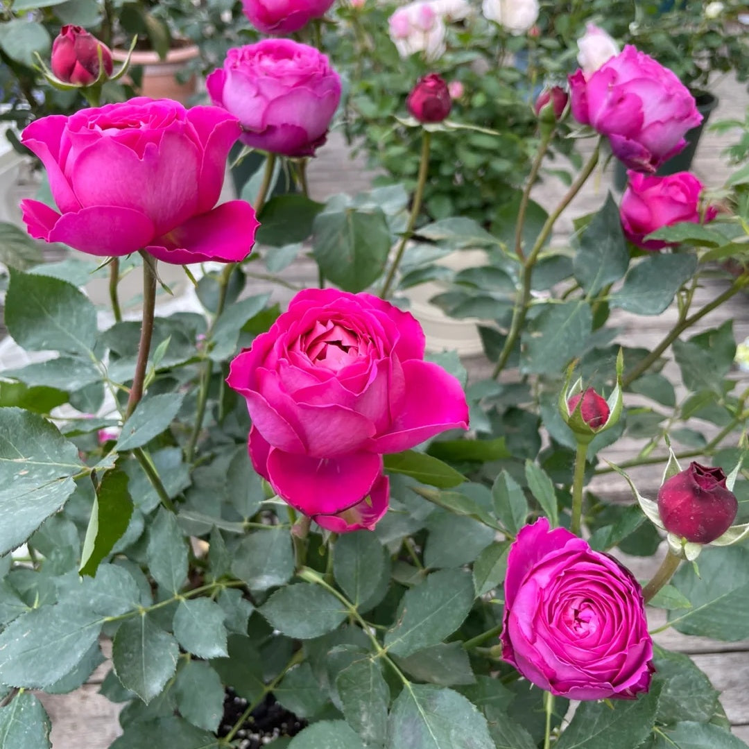 Yves Jardin Parfume (Japanese Rose)