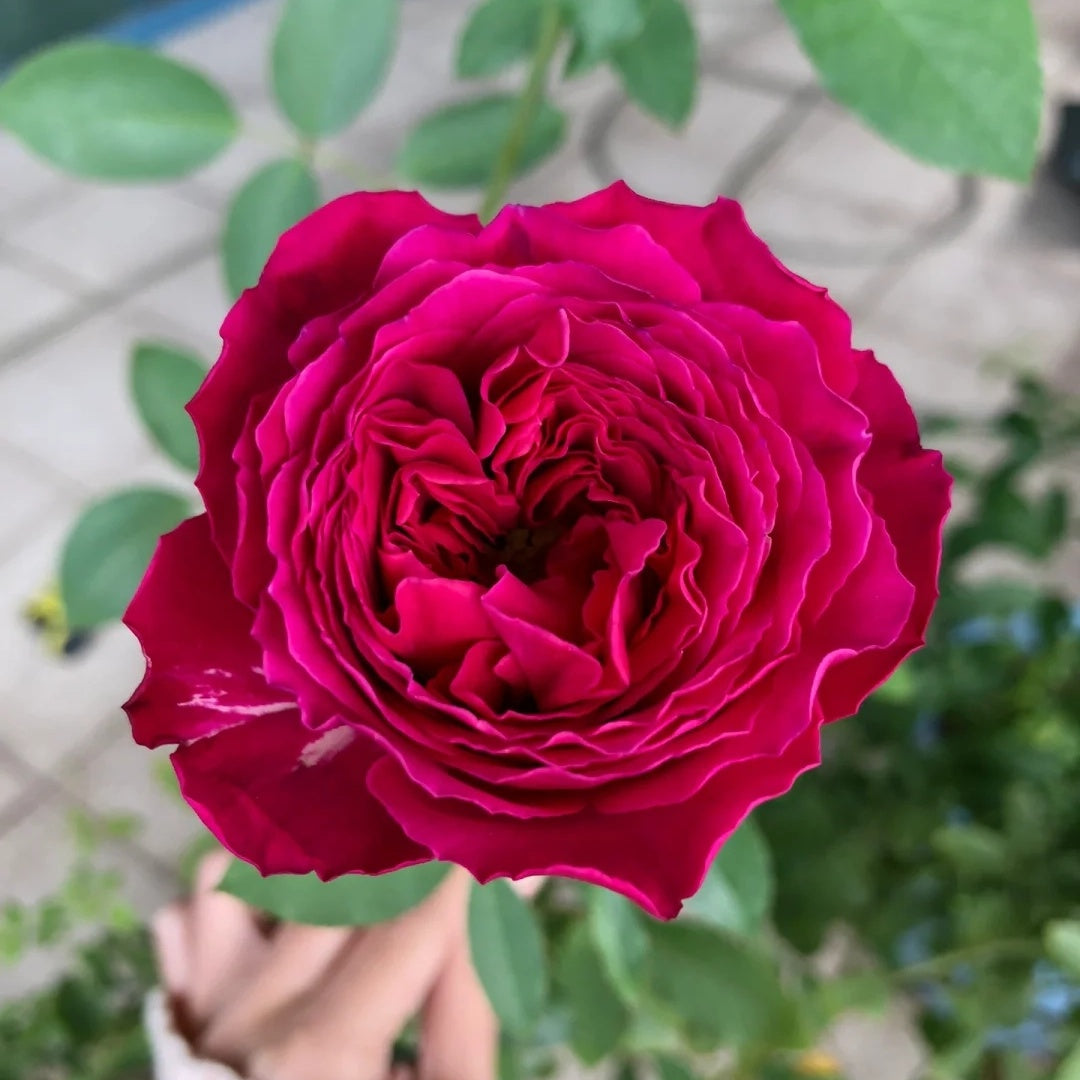 Yves Jardin Parfume (Japanese Rose)