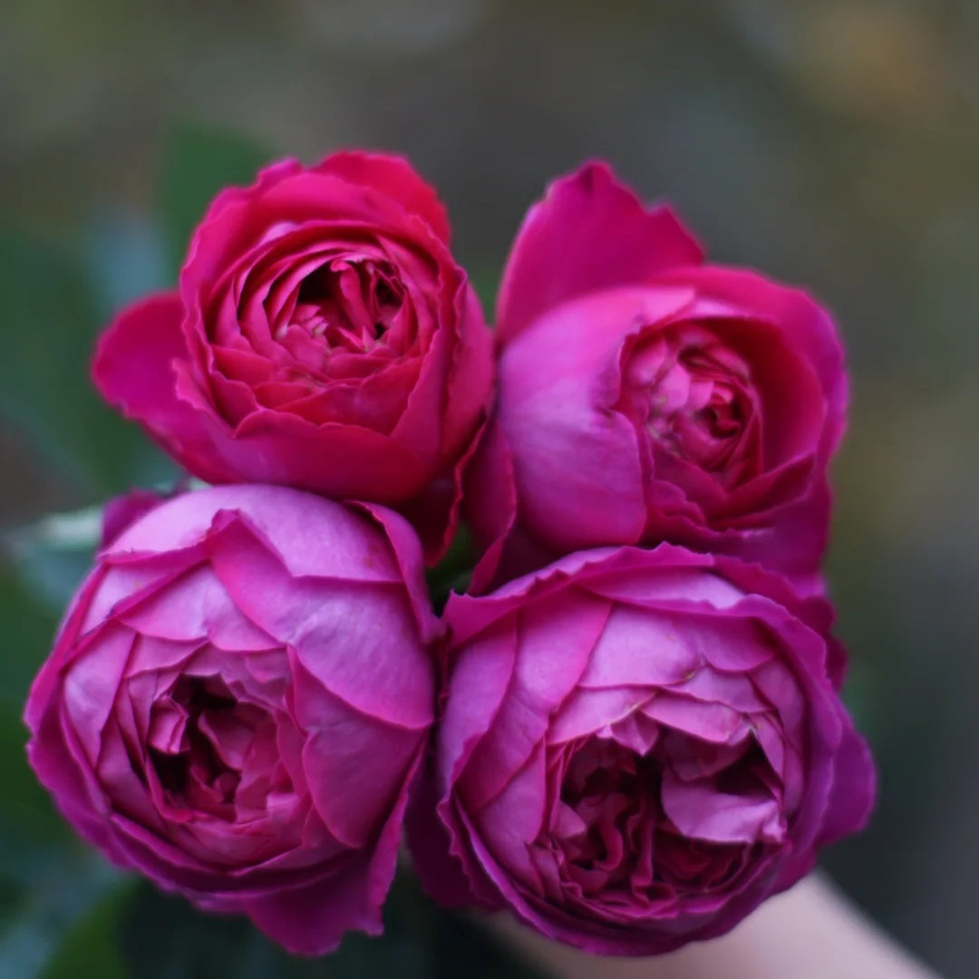 Yves Jardin Parfume (Japanese Rose)