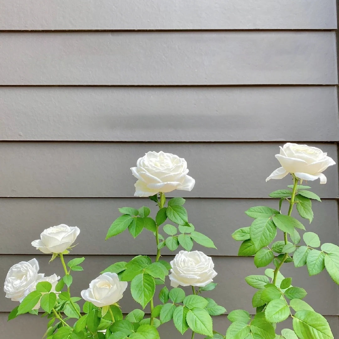 Yves Wedding Road (Japanese Rose)