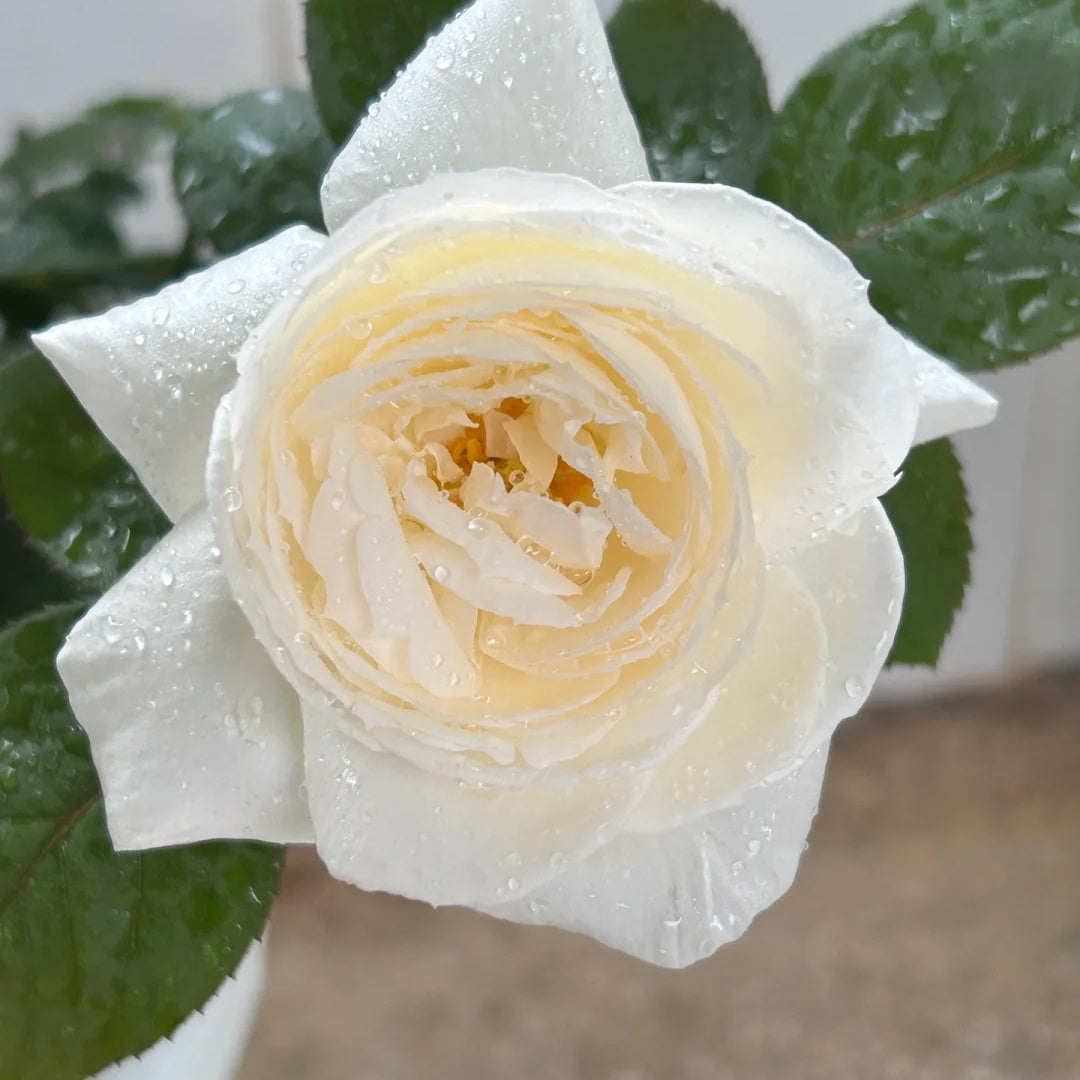 Yves Wedding Road (Japanese Rose)