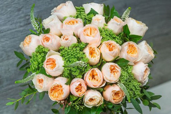 Roses For Beginner – Seaside Roses Nursery