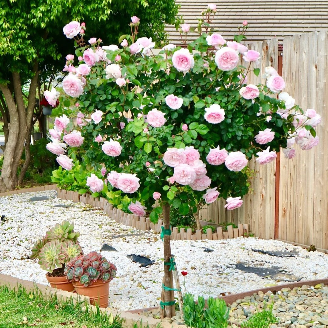 Tree Roses Collection