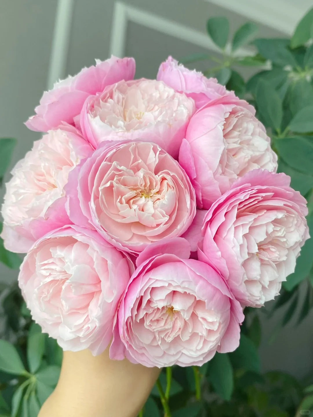 Available Now – Seaside Roses Nursery