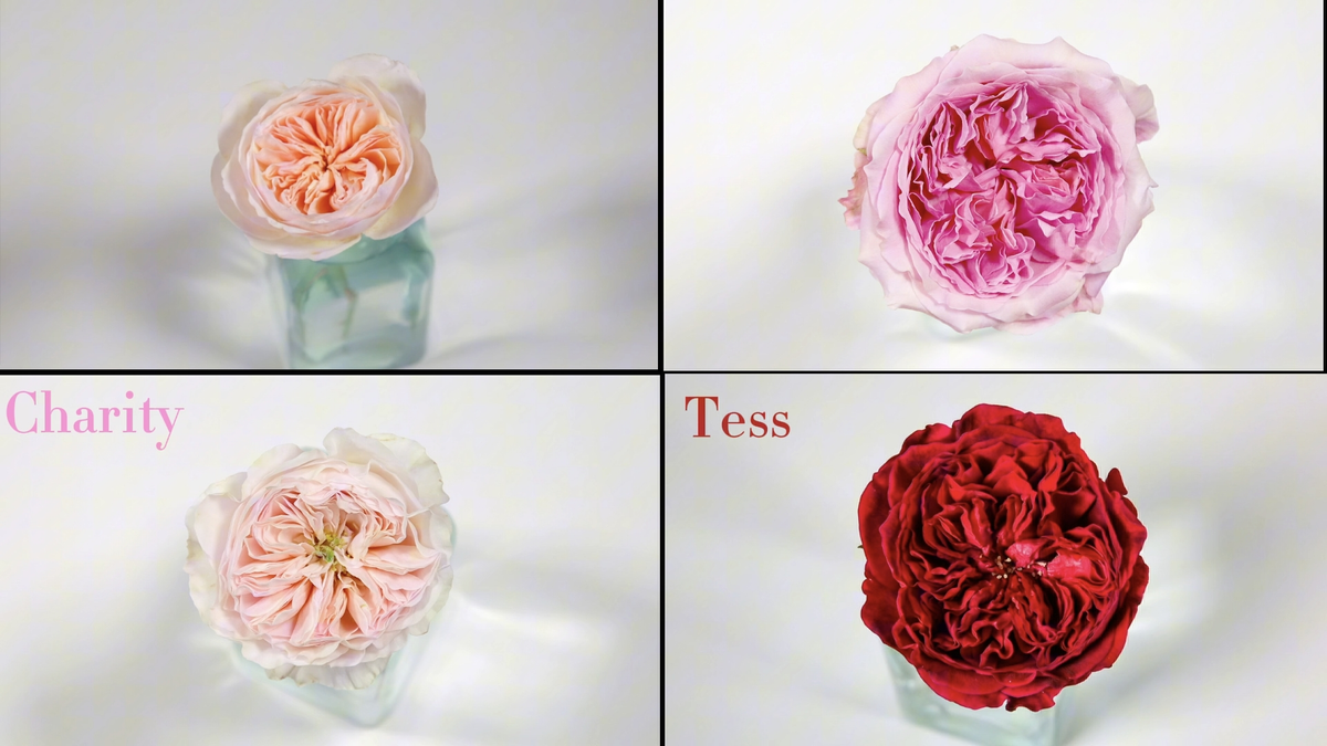 David Austin Roses – Seaside Roses Nursery