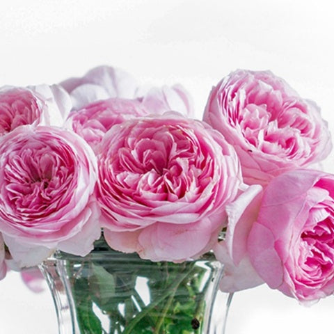 Yuhuan Ming (Chinese Rose)