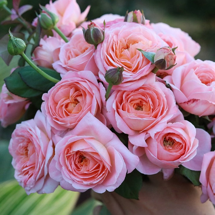 Wutong Yue “Sycamore Moon”  (Chinese Rose)