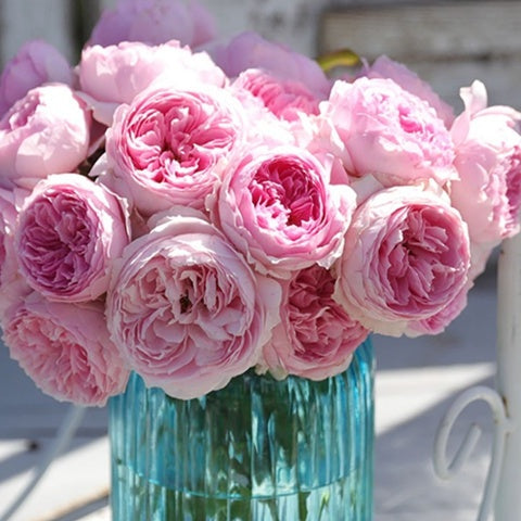 Yuhuan Ming (Chinese Rose)