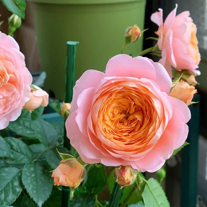 Ju Zi &quot;Tangerine&quot; (Chinese Rose)