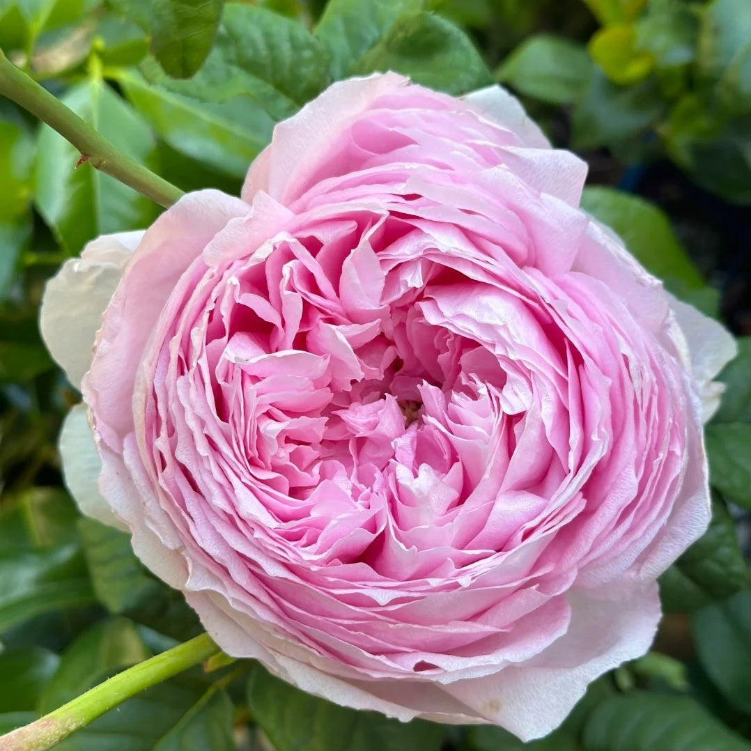 Yuhuan Ming (Chinese Rose)