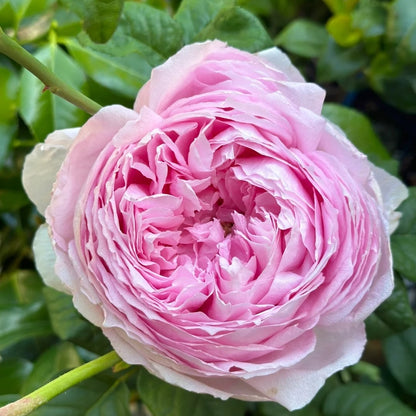 Yuhuan Ming (Chinese Rose)