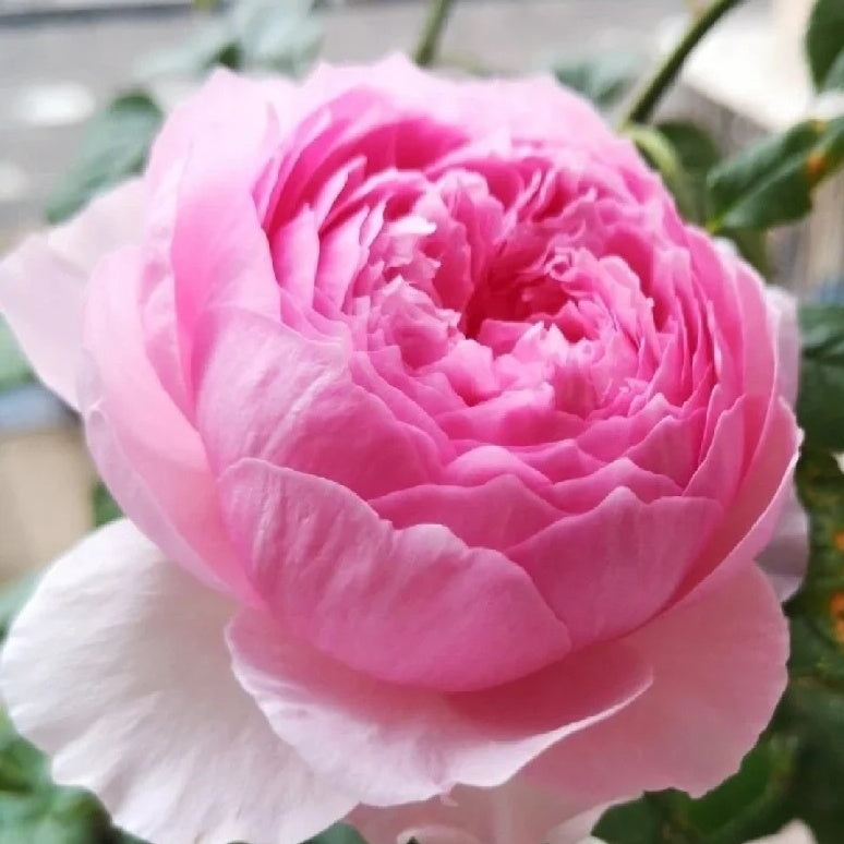 Yuhuan Ming (Chinese Rose)