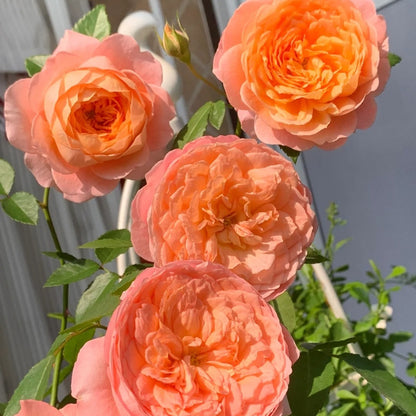 Ju Zi &quot;Tangerine&quot; (Chinese Rose)