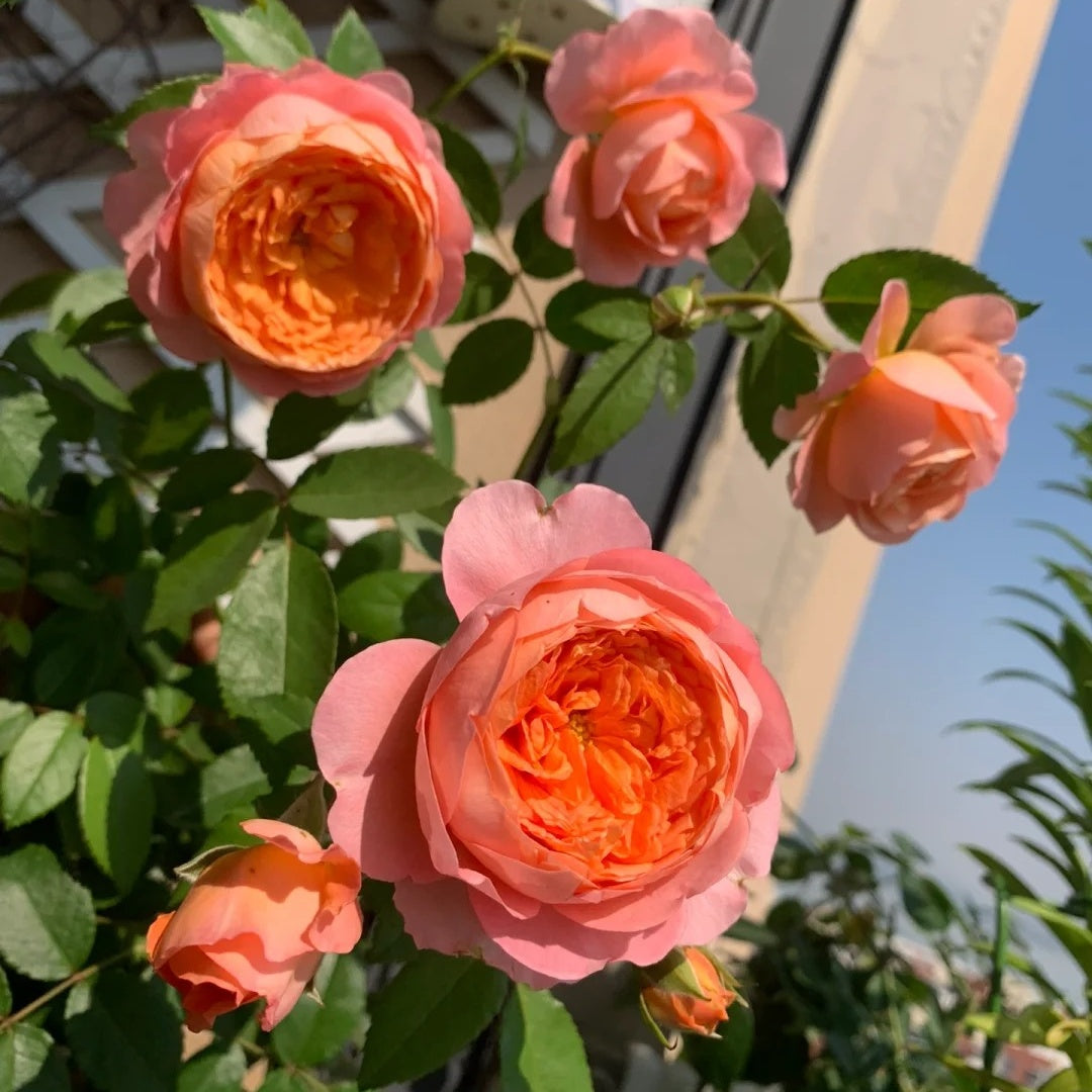 Ju Zi &quot;Tangerine&quot; (Chinese Rose)